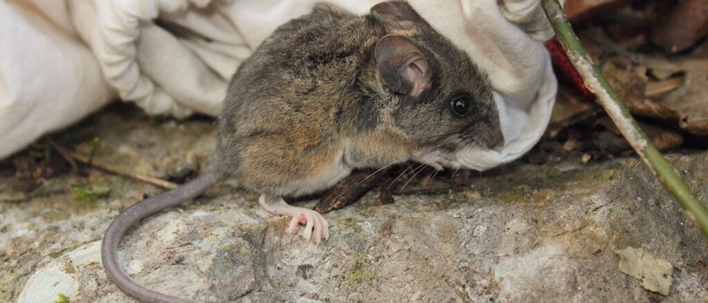 Photo of El Carrizo Deer Mouse uploaded from iNaturalist.