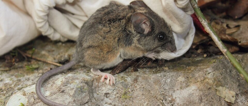 Photo of El Carrizo Deer Mouse uploaded from iNaturalist.