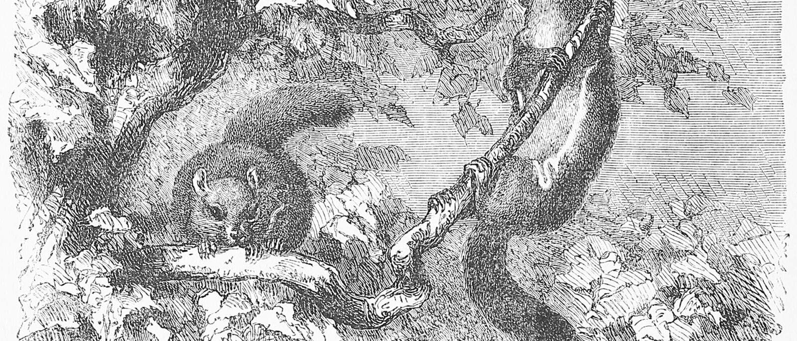 Fig. 207. - American Flying Squirrels (Sciuropterus volucella).