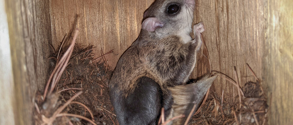 Flying Squirrel in the House: What to Do
