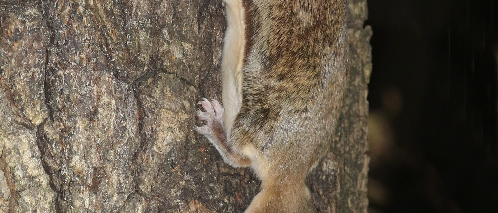 Southern Flying Squirrel - Glaucomys volans, Arlington, Virginia, December 22, 2020