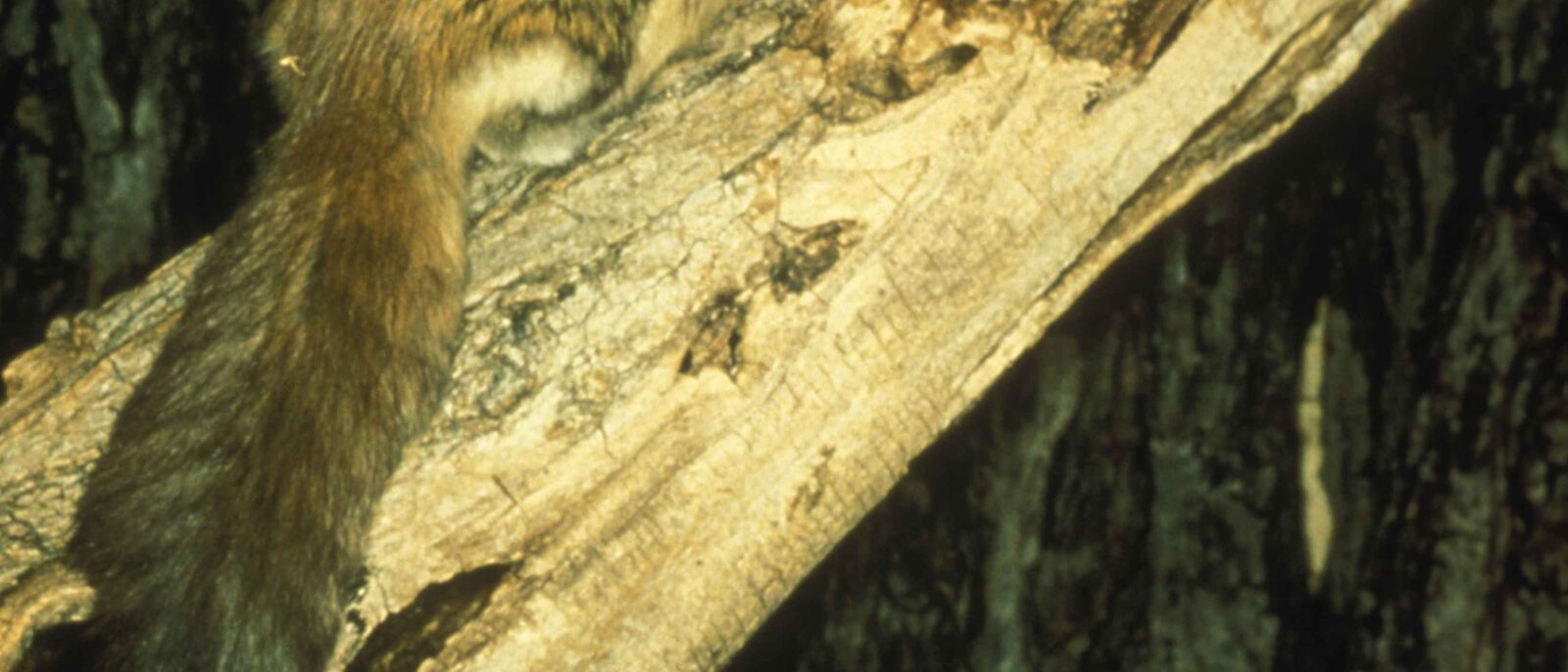 Virginia northern flying squirrel on a tree glaucomys sabrinus fuscus