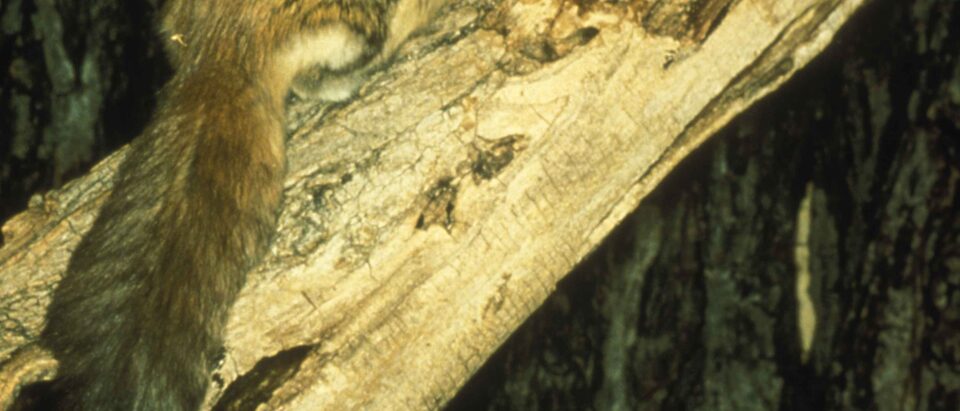 Flying Squirrel Removal Cost: What to Expect