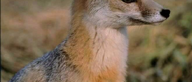 San Joaquin Kit Fox (Vulpes macrotis mutica)