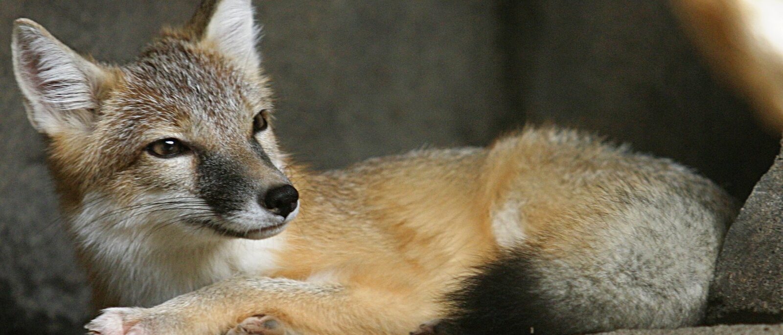 A Swift Fox at the Henry Doorly Zoo in Omaha, Nebraska.