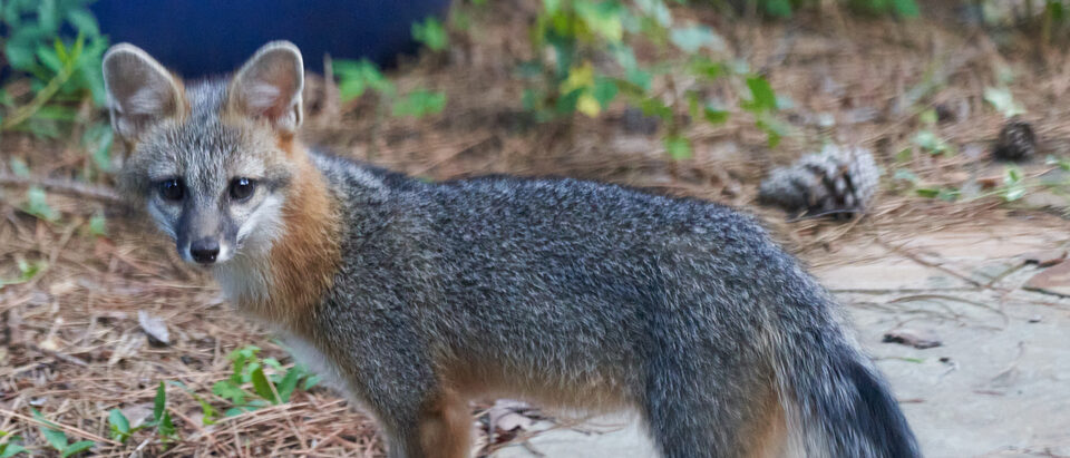 Gray fox standing on a backyard patio