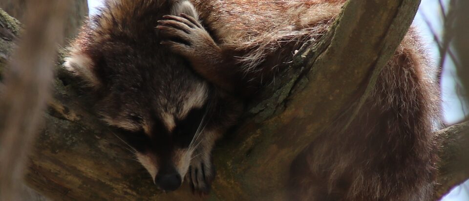 a sleeping Raccoon at the Point Pelee National Park, Leamington, ON