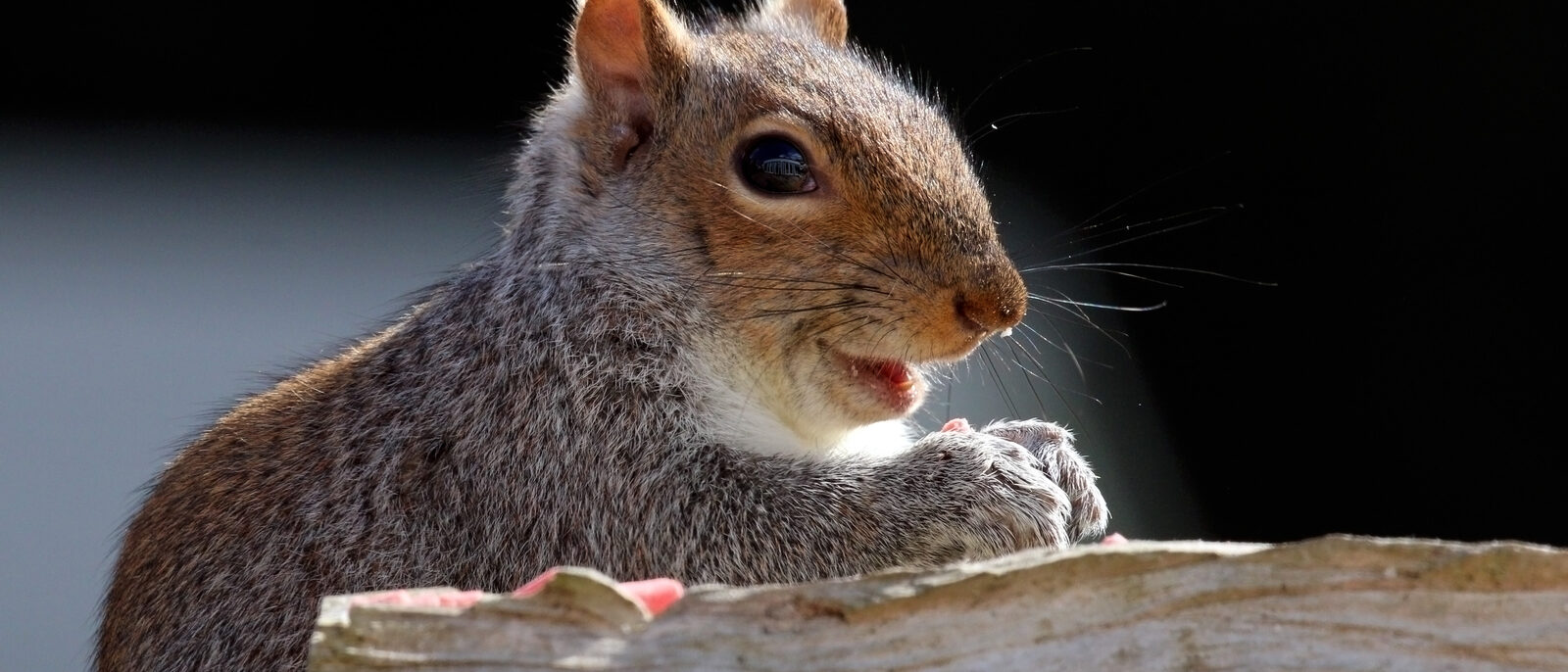Gray squirrel (Sciurus carolinensis), Oxfordshire