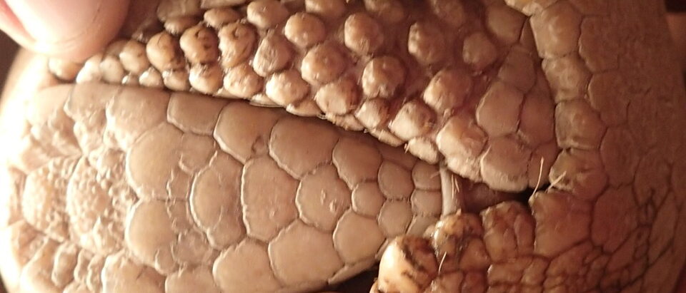 How to Get Rid of Armadillos