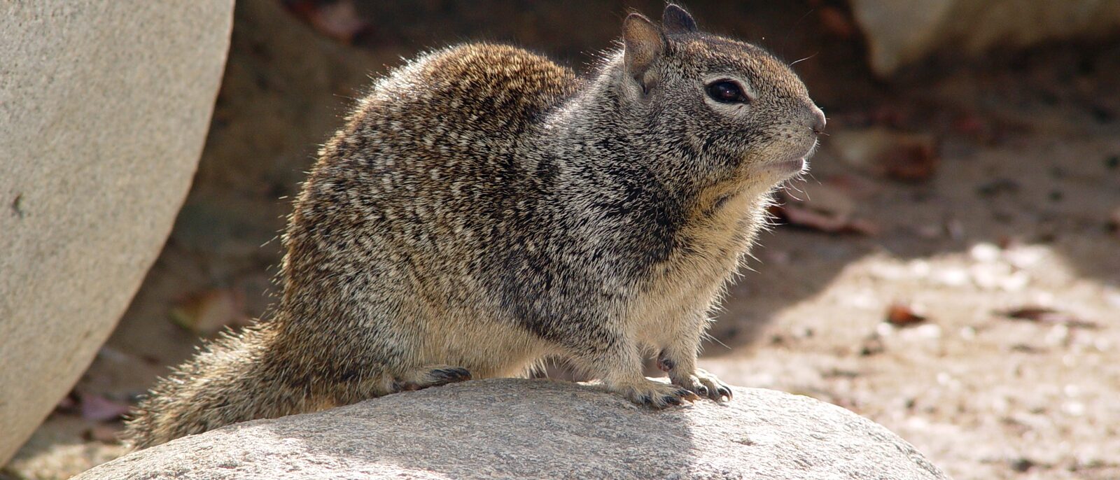 California Ground Squirrel (Spermophilus beecheyi). Taken in Thousand Oaks, California.
