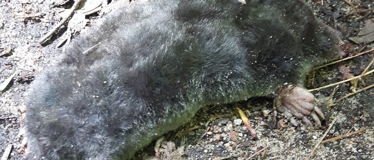 How to Get Rid of Moles in Your Garden