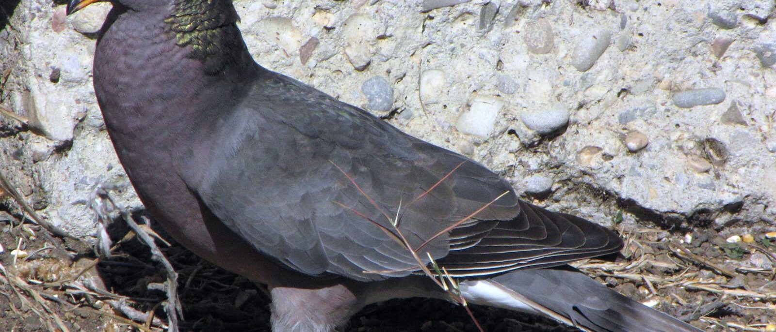 A Band-tailed Pigeon in San Luis Obispo, California, USA.