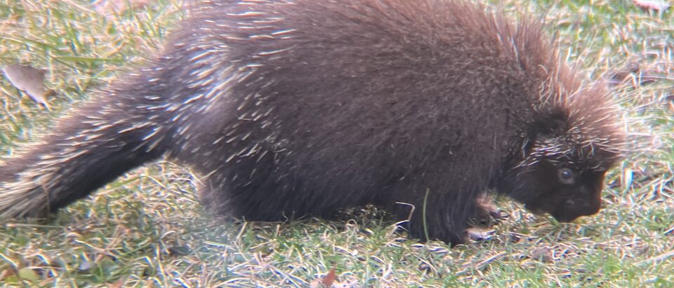 How to Get Rid of Porcupines in Your Yard