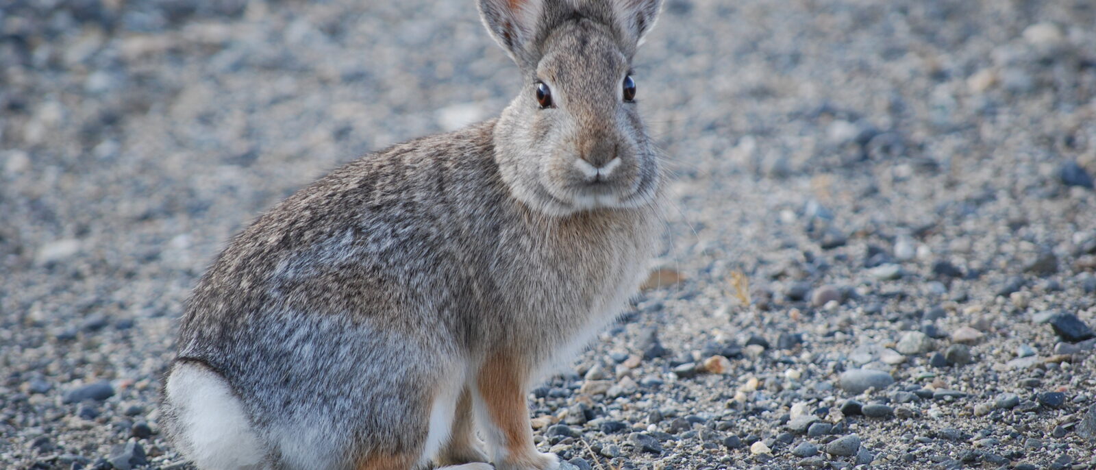 Mountain/Nuttall's Cottontail in Washington State
