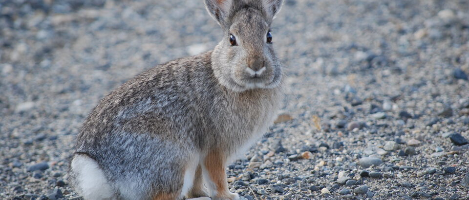 How to Get Rid of Rabbits in Your Yard