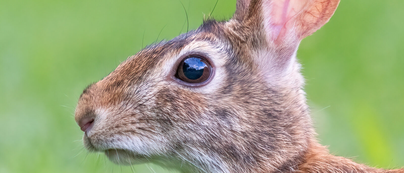 Headshot of Eastern cottontail (Sylvilagus floridanus)