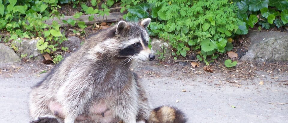 Common (Northern) Raccoon/Procyon lotor, Edwards Gardens, Toronto, Ontario, Canada, Tuesday, June 16, 2009.