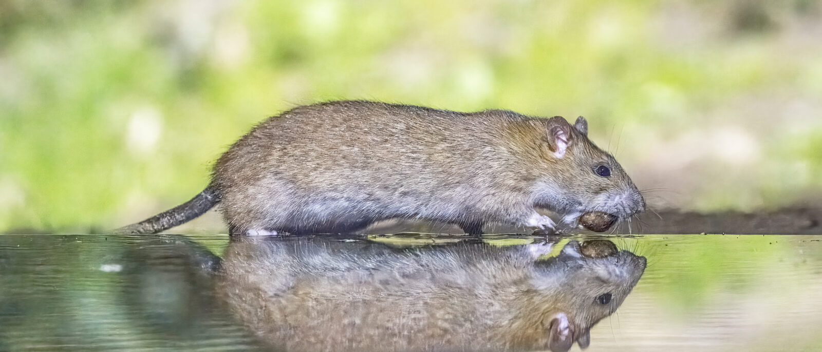 Brown rat (Rattus norvegicus), Drenthe, Netherlands