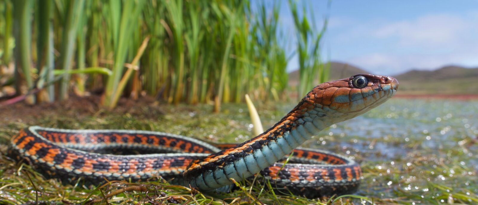 California Red-Sided Garter Snake (Thamnophis sirtalis infernalis) in its aquatic habitat in Northern California.