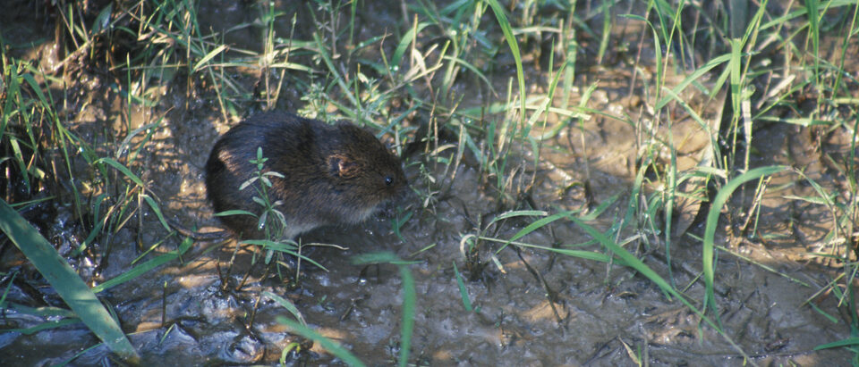 How to Get Rid of Voles in Your Yard