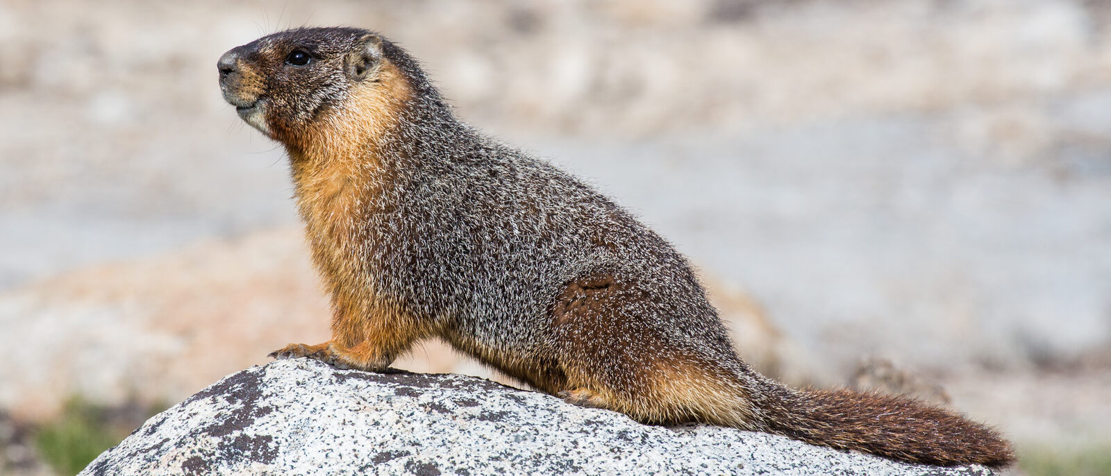 Marmota flaviventris, or a Yellow Bellied Marmot, on a rock in the Tuolumne Meadows Yosemite National Park, California, United States.