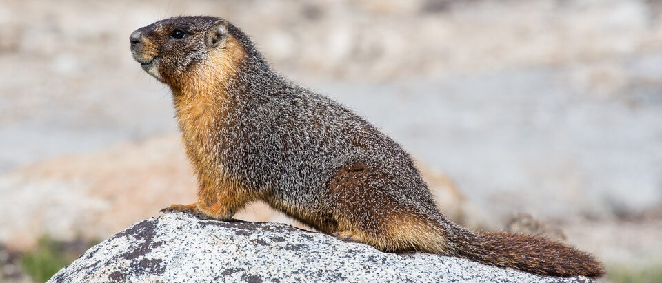 How to Get Rid of Woodchucks in the Garden
