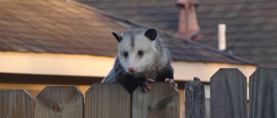 Getting a Stuck Possum Out From Under Your House
