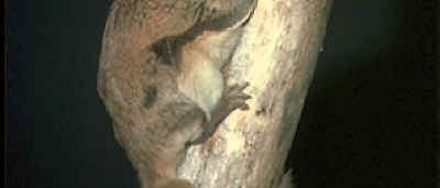 Getting Rid of Flying Squirrels in the Walls