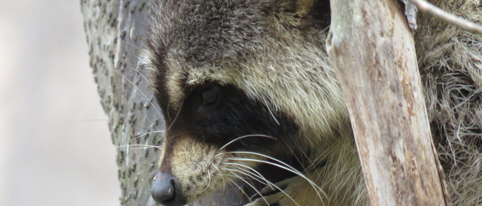 A Common raccoon (Procyon lotor) in a tree at Noboribetsu Onsen, Hokkaido, Japan