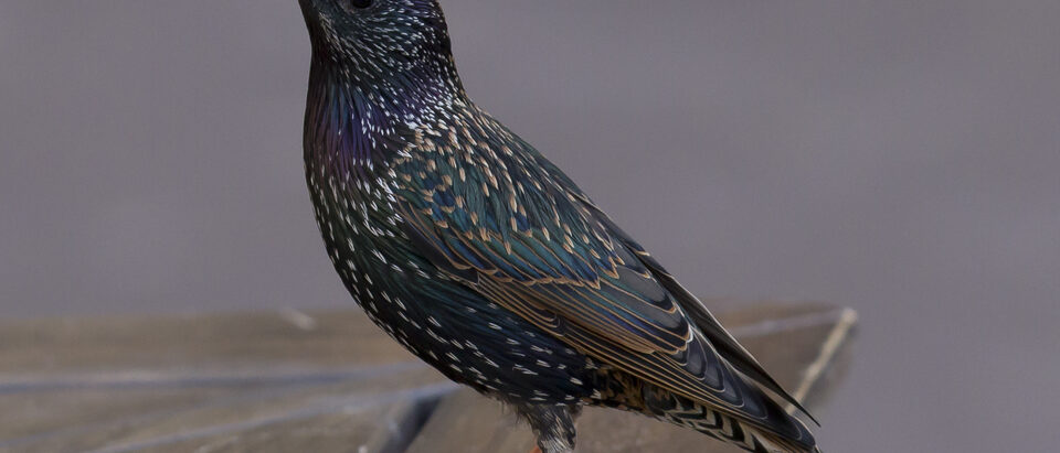 How to Get Rid of Starlings in the Garden