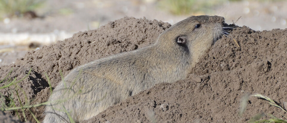 Gopher in the Wall: What to Do