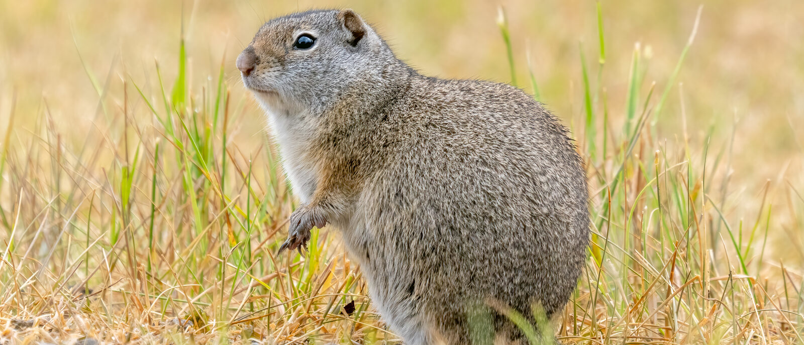 Uinta ground squirrel near Mammoth Hot Springs in Yellowstone National Park