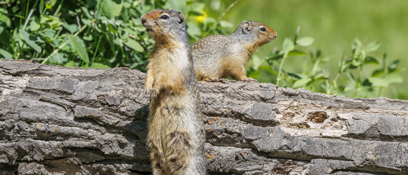 Columbian ground squirrel (Urocitellus columbianus) with juvenile, Bow valley Parkway, Banff, AB, Canada