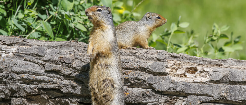 Ground Squirrel Pest Control: What Actually Works