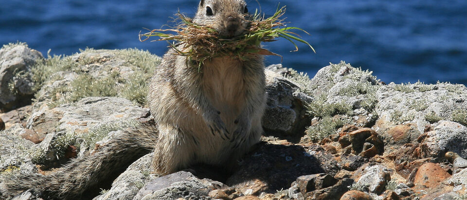 Ground Squirrel Removal Cost: What to Expect