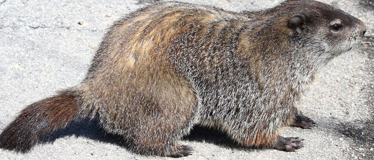 Groundhog at Sheldon Marsh State Nature Preserve, Ohio