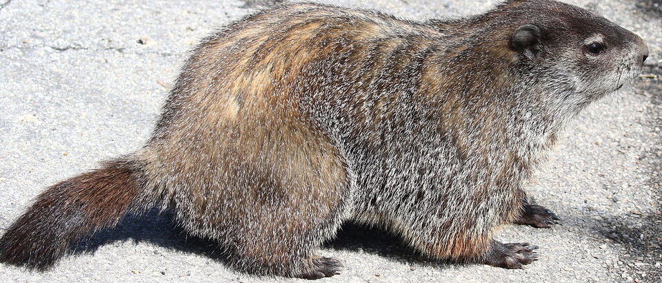 Groundhog Burrow Identification and Removal Guide
