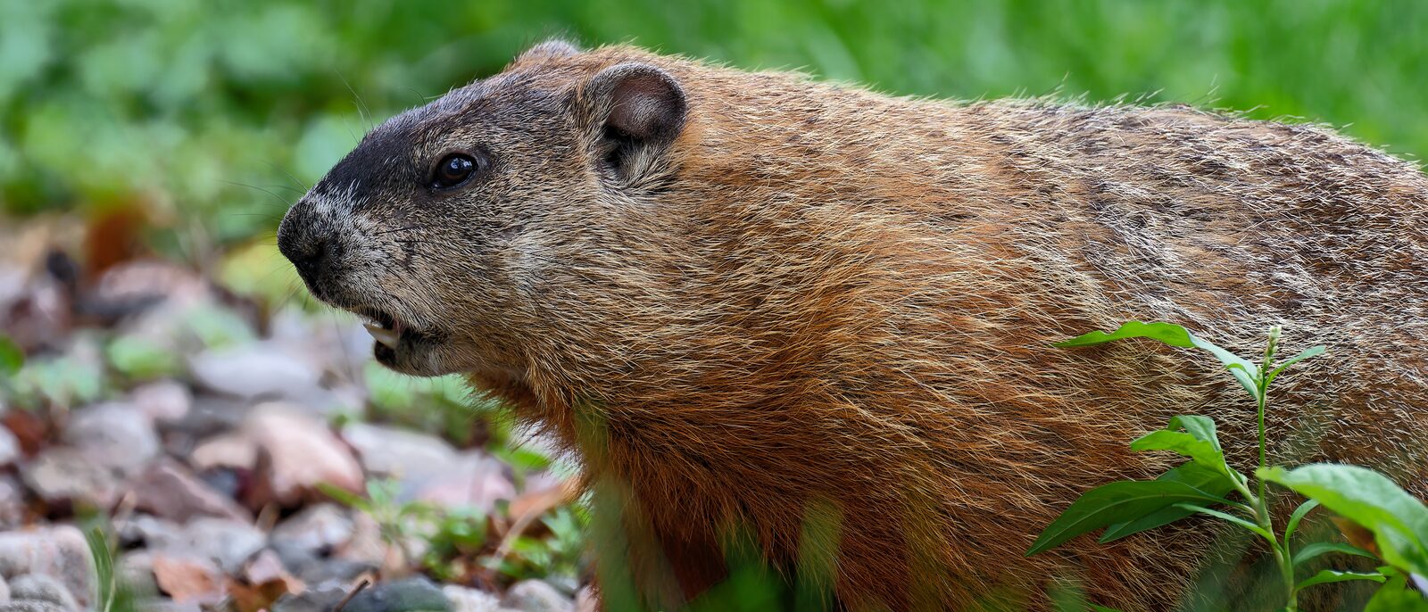 Marmota, Montreal, 2024