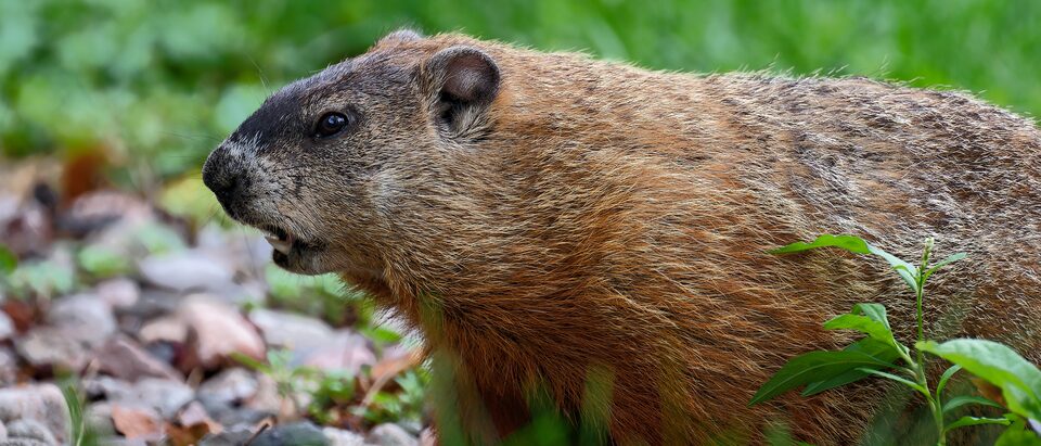 Groundhog Control for Farms and Large Properties