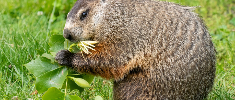 Groundhog Damage to Foundations: Identification and Repair