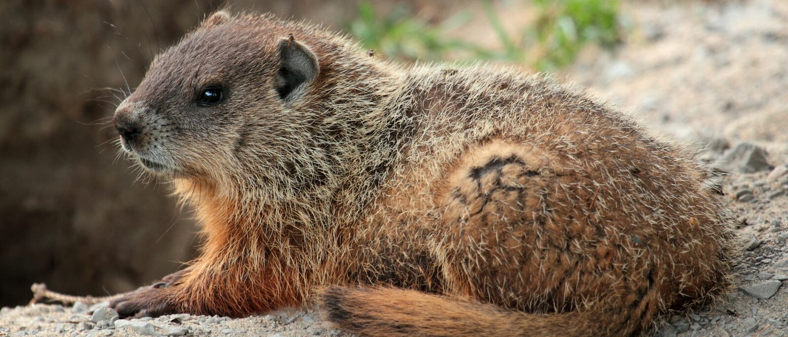 Groundhog on Laval University campus, Quebec, Canada