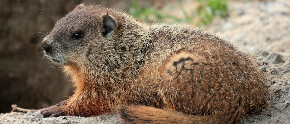 Groundhog Diseases and Health Risks: What to Know