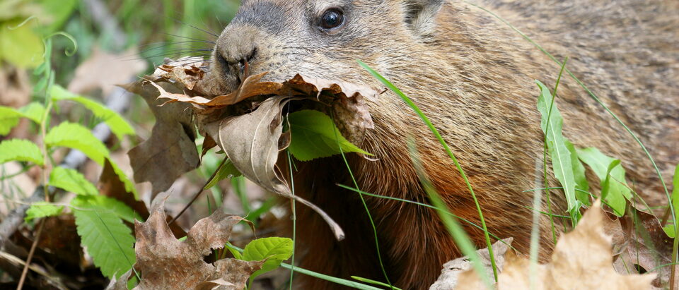 Groundhog in the Garden: Protection and Removal Guide