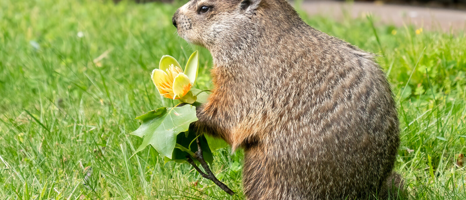 Groundhog holding a flower