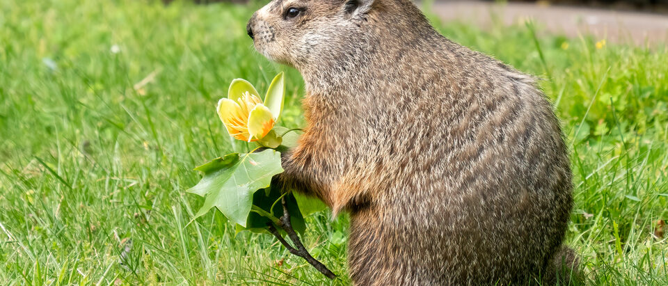 Groundhog Under the House: Eviction and Exclusion