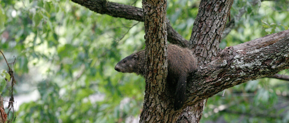 Groundhog in the Wall? What's Actually Under Your House