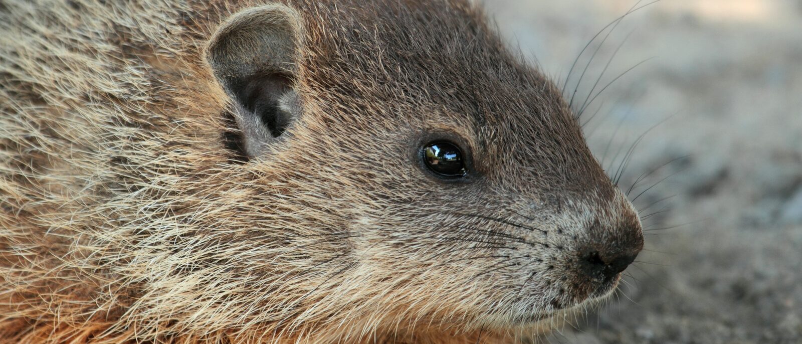 Groundhog on Laval University campus, Quebec, Canada