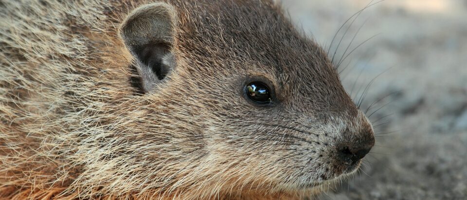 Groundhog-Proof Fencing: Installation Guide