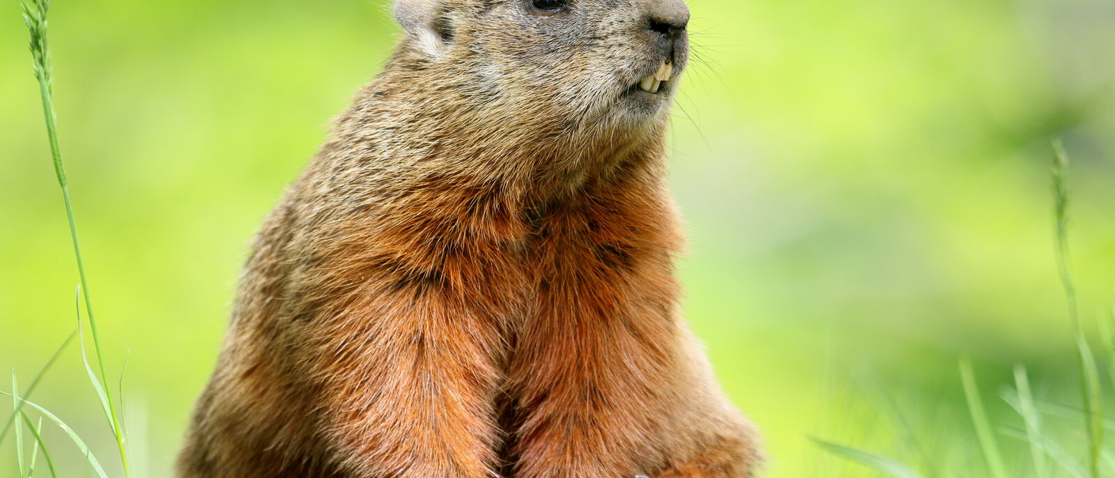 Groundhog (Marmota monax) on Laval University campus, Quebec, Canada