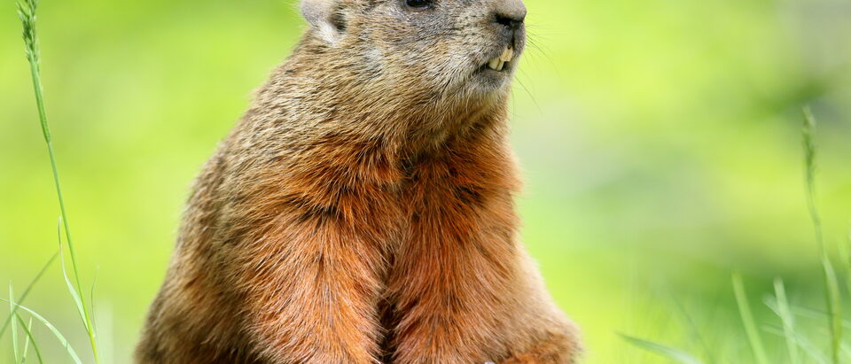 Groundhog-Proofing Your Garden: Protection Guide